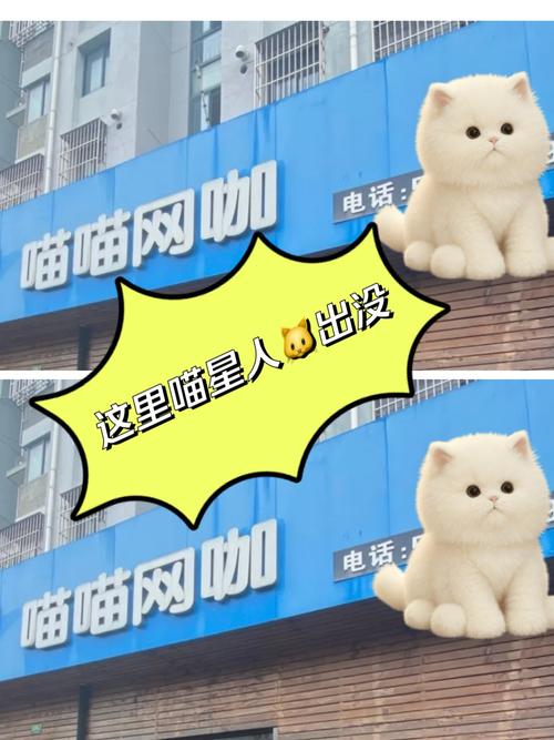 抖音粉丝业务下单网站猫猫耶