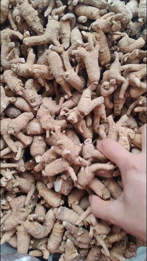 洋参粒自助下单,洋参粒自助下单:健康养生新选择!